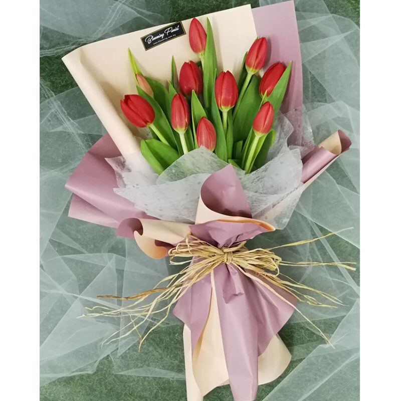 tulips malaysia