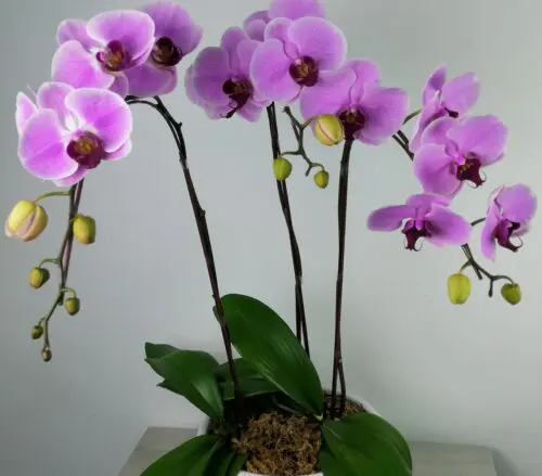 3 stalk of Potted Phalaenopsis orchid - Blooming