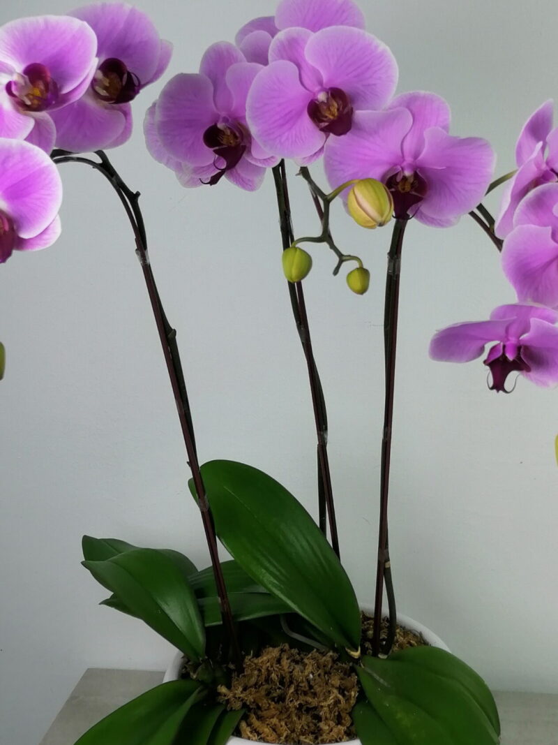 cny flower