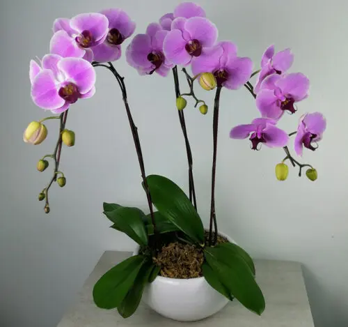 3 stalk of Potted Phalaenopsis orchid - Blooмing