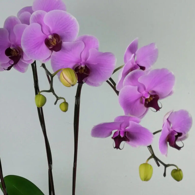 Potted Phalaenopsis Orchid delivery by Blooming Florist
