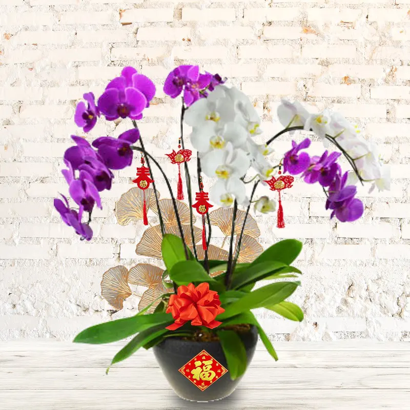 ORCHIDEA PHALAENOPSIS TABLO BIANCO CHAMPAGNE 2 RAMI VASO 12CM - Speciale  Orchiday Online Peragashop